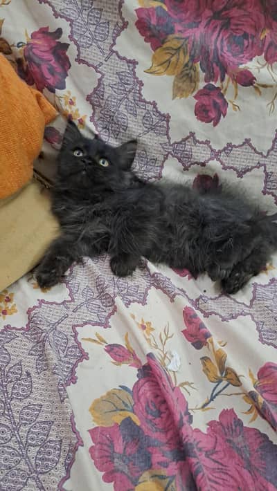 Persian male kitten