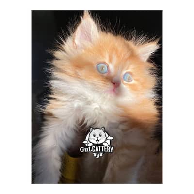 Persian British punch face piki face kitten cat available