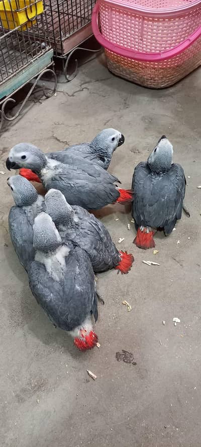 African grey parrot chik 03262134833
