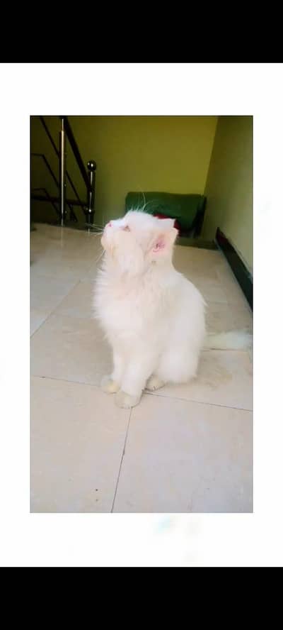Persian cat