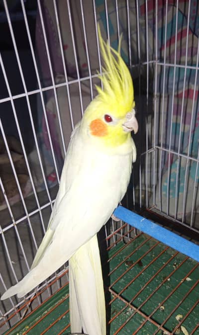active Lutino Cockatiel