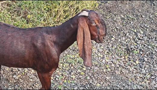 Nagri Goat with female path/nagri beetal/Nagri bakri