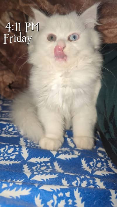 i have 6 Persian cats ( read add first )