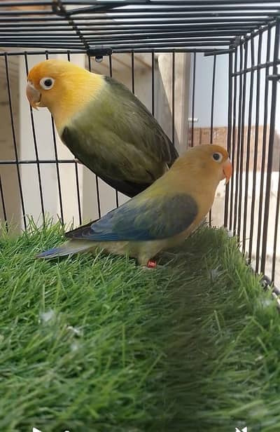 Baridr pair 100% 03080244214