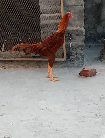 Aseel Desi Cross Eggs