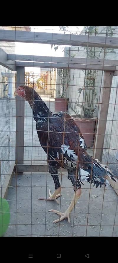 High Quality Aseel  Shamo Cross Patha