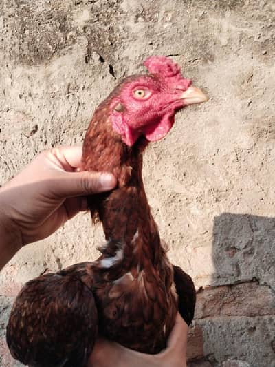 Aseel bird for sale.