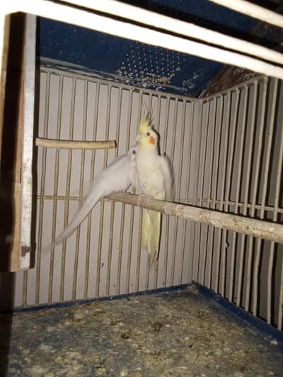 Cockatiel Red eye pair