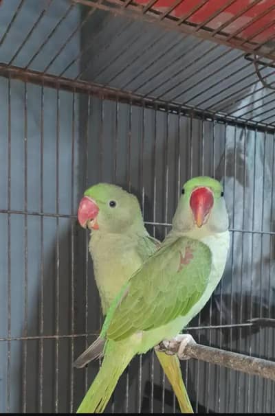 Kashmir raw paroot My whatshapp number 03291198929 for sale