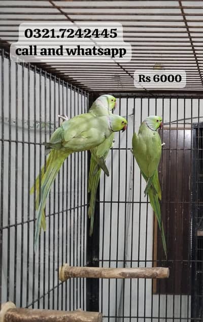 3 Breeder male Rs 18000