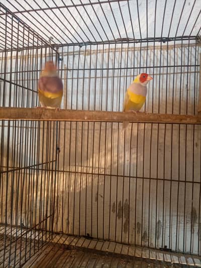 Lutino gouldian Split Blue Pair
