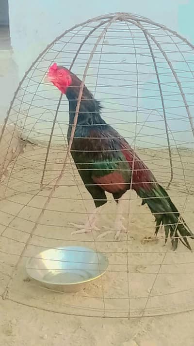 Heigh Quality mushqa lakha