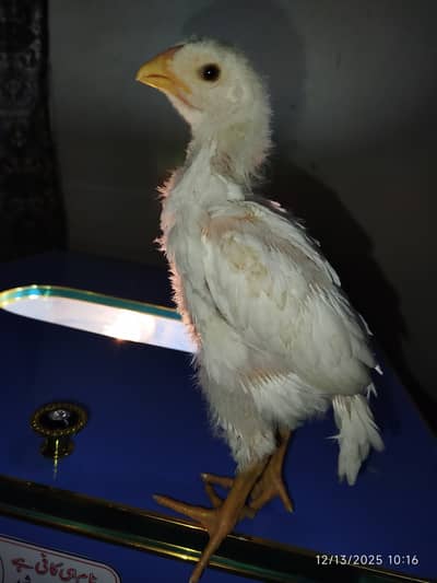 White Shamo Chicks | German Shamo | Shamo Aseel | Shamo Chicks | Chick