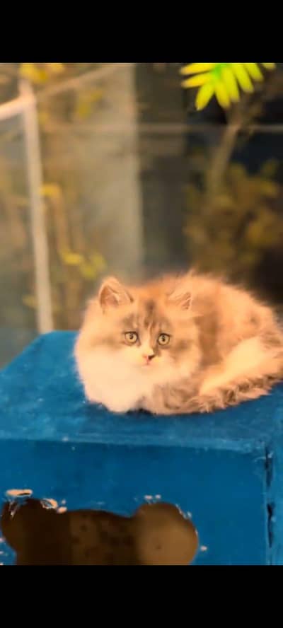 Persian cat vaccinated triple coted and littler trand