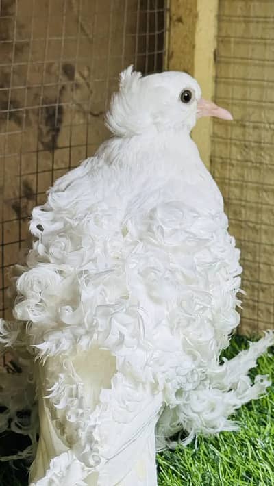 Imported Fancy peigons