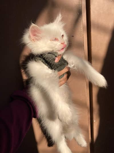 perssion kitten litter train