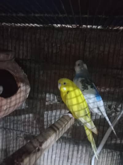 bujri king size pair for sale