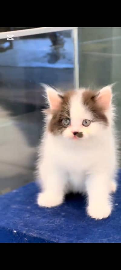 pure person kitten vaccinated white colour mein healthy active hai