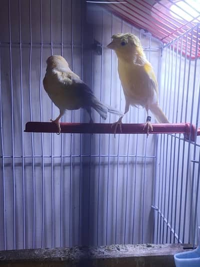 canary birds pair full singing male