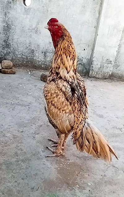 gadra shikra aseel band thukay huay jor cargo possible 0316,15,10,578