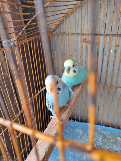 breeder pair Contact 03137641400