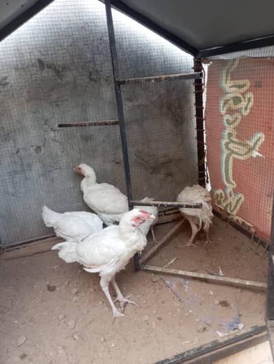 heera aseel top quality birds