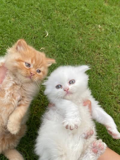 Persian cats