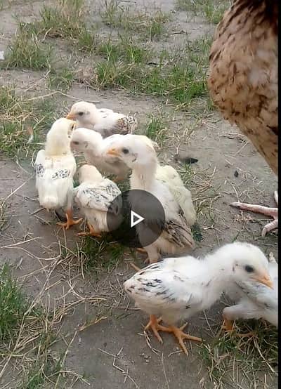 high quality aseel breed chicks