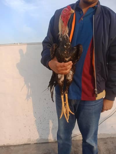 LONG HIGHT LONG FACE MAZBOOT PATHA FOR SALE Whatsapp 03032766741