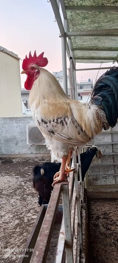 misri male available