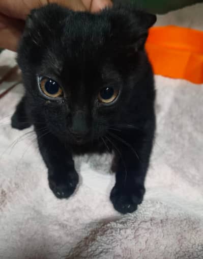 male kitten for sale