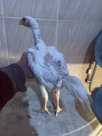 White king Shamo chicks