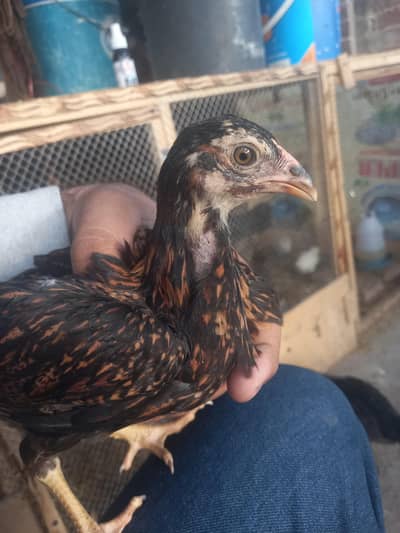 aseel with desi cross chicks available