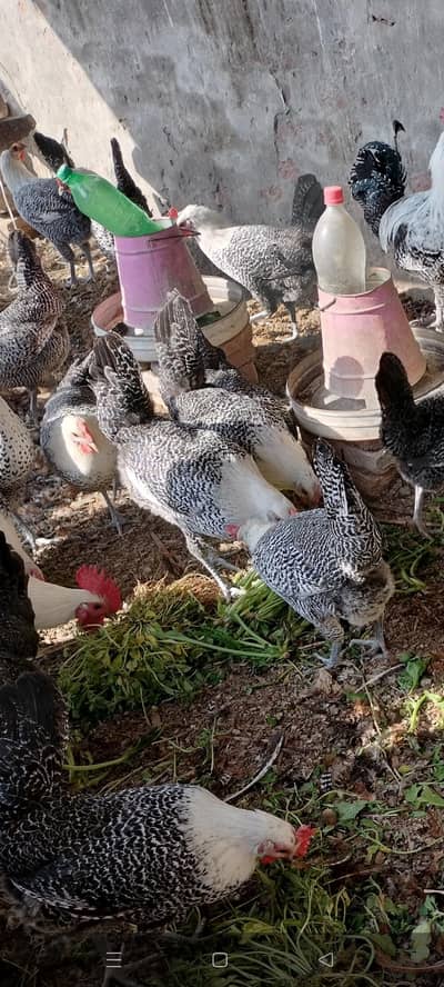 feoumi egg lawing 3 female foresale