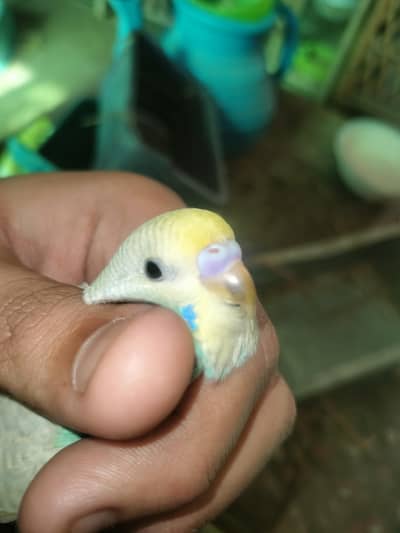 rainbow budgre working patha pair