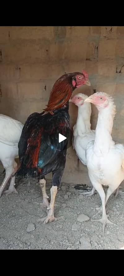 acha mazboot hadi jor han video whats app pa mill gya gi