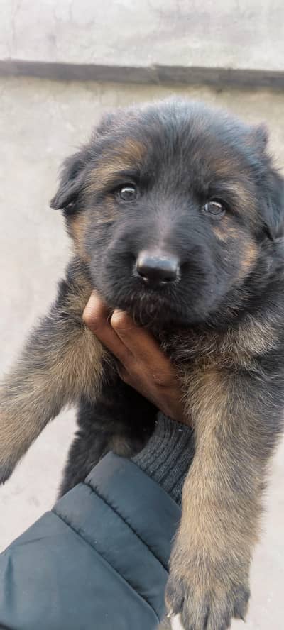 German shepherd male puppy for sale