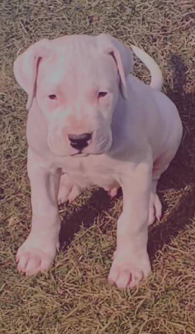 Premium Dogo Argentino Puppies---champion bloodline