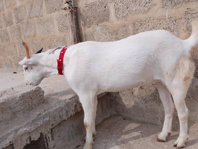 2 Male Bakra for sale