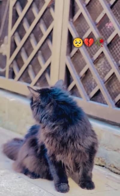 black Persian female cat for sale