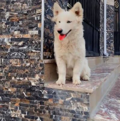 Siberian Husky cross with Russian puppies