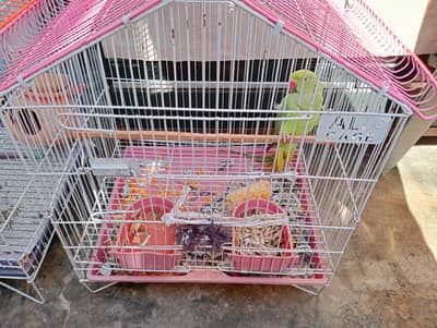 Green Parrot For SAle With Cage. . . . 3 Bajri Parrots For Sale With Cage