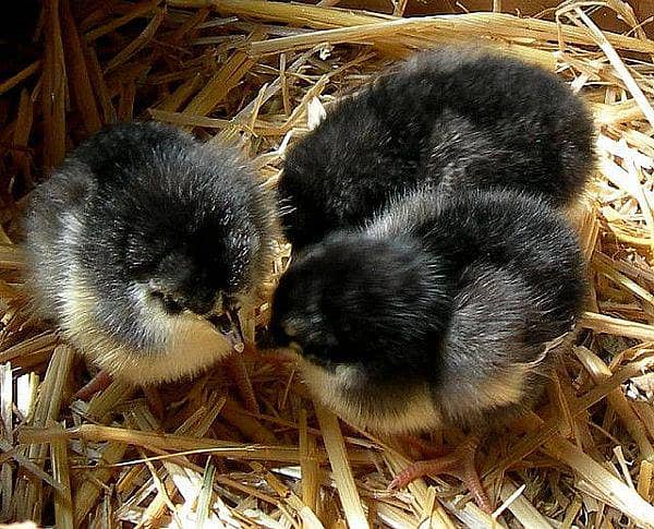 Australorp Chicks 1