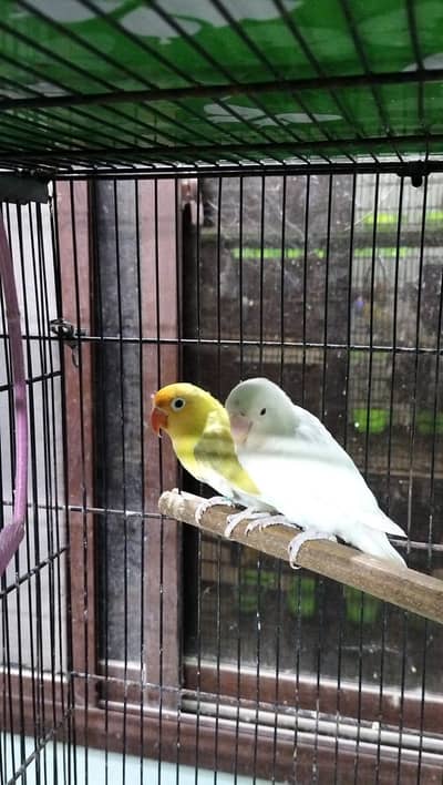 love birds