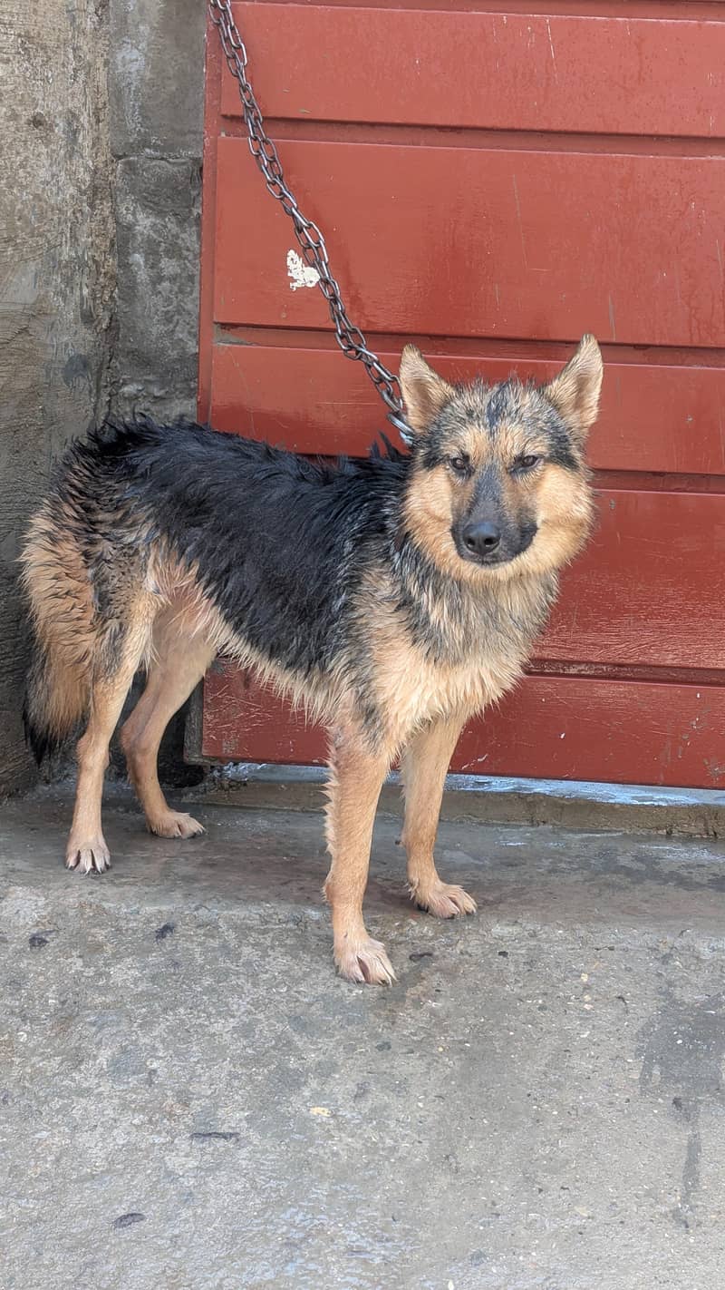 German shepherd 3