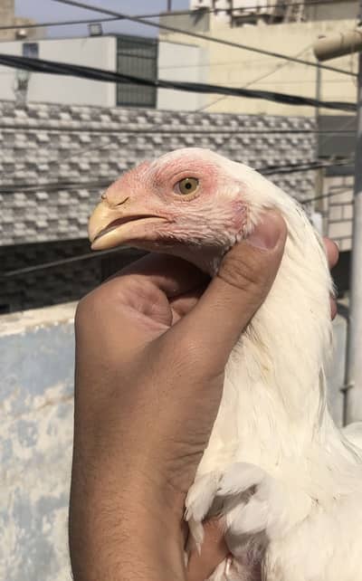 TOP QUALITY ASEEL QANDHARI