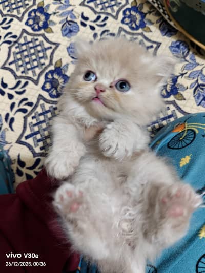 Persian kitten