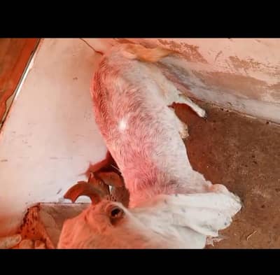 Gulabi Kamori cross bakri for sale total 4 bakri hain urjent sale