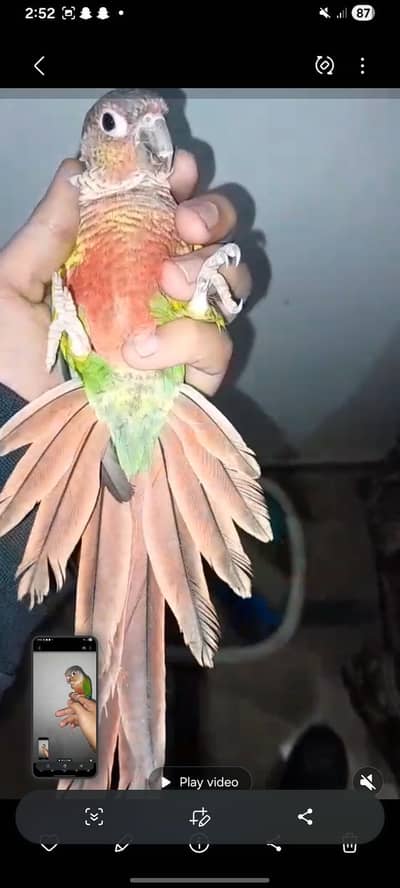 raw ringnack & green chick