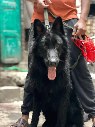 black shepherd dog